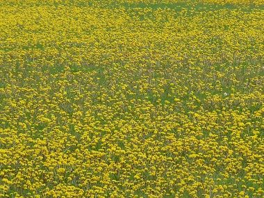 Cancer spreads like dandelions