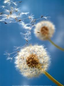 Cancer spreads like dandelions 